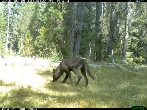 Illustration for article titled First Gray Wolf Pack Since 1924 Recorded in California